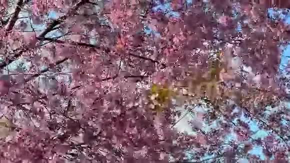 野生喜马拉雅樱花视频的预览图
