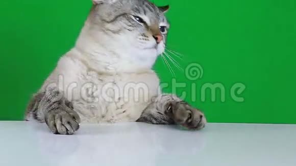 悲伤的猫坐在桌子旁着身子视频的预览图