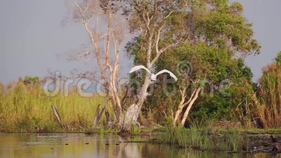 大自然中的白鹭视频的预览图
