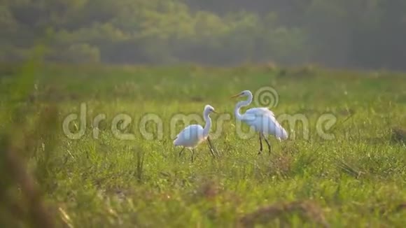 大自然中的白鹭视频的预览图