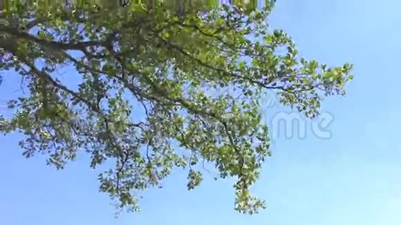 枝上的绿色叶子视频的预览图