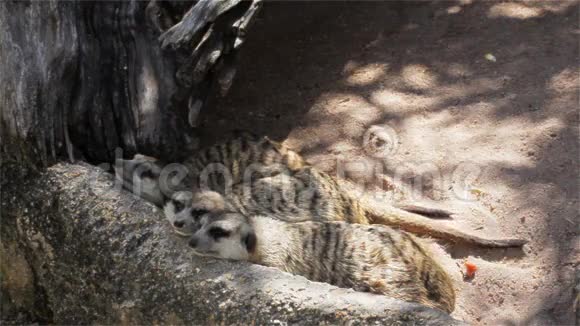 睡在木材上的猫鼬SuricataSuricatta在HD视频的预览图