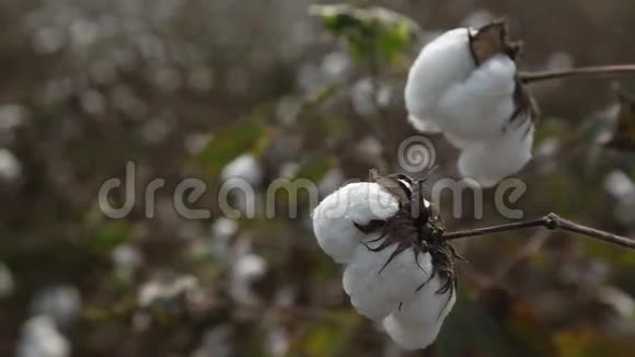印度的棉花田土地视频的预览图