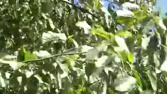 枝上的绿色叶子视频的预览图