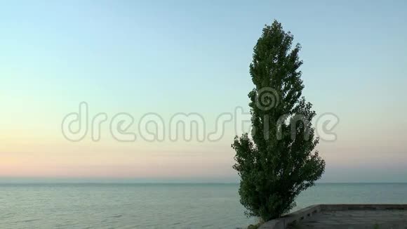 黎明前天空和大海背景下的白杨树视频的预览图