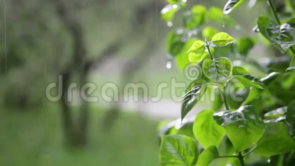 春雨下清新的绿丛视频的预览图