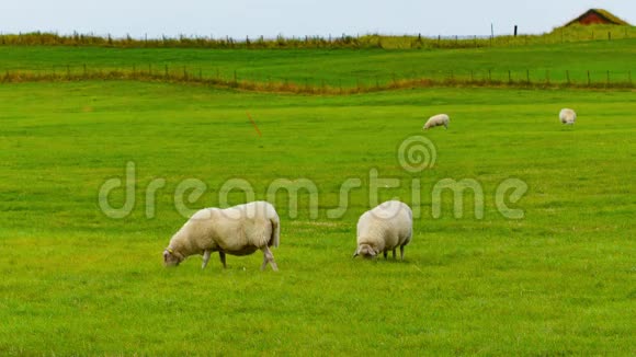 绵羊在绿色的田野上放牧视频的预览图
