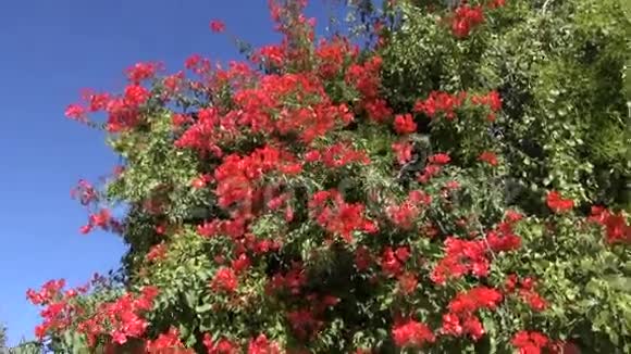 印度的一棵树上开着红花视频的预览图