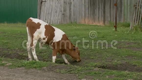 小牛吃草中和特写视频的预览图