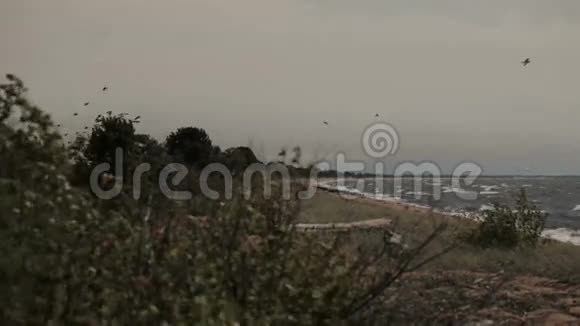 一群鸟在海滩上空盘旋视频的预览图