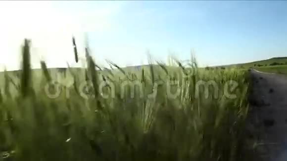 阳光照射下的绿色麦田视频的预览图