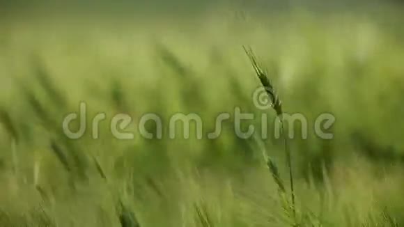 欧洲南部夏季小麦作物视频的预览图