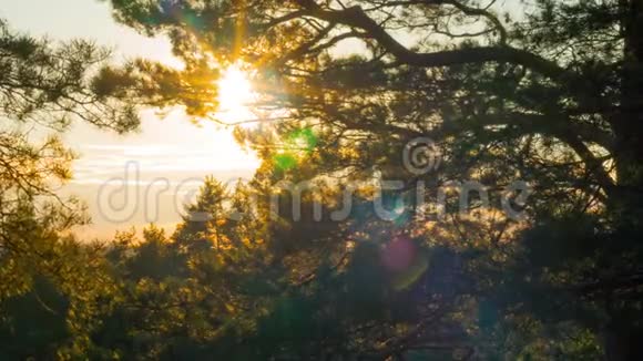 日落时有松树和太阳的春天景观时间流逝视频的预览图