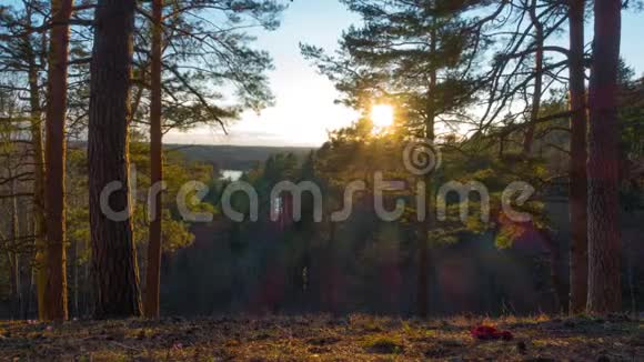 日落时有松树和太阳的春天景观时间流逝视频的预览图