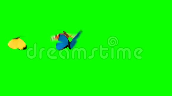 四只蝴蝶在绿色的背景上飞翔两个美丽的三维动画4K超高清3840x2160视频的预览图