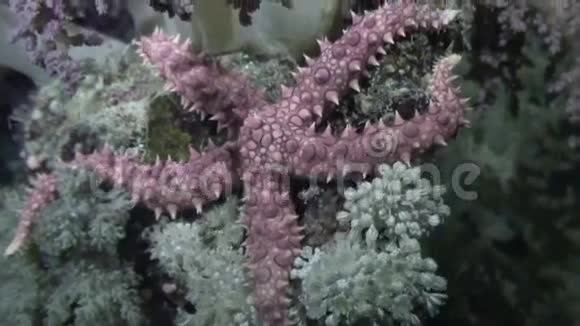 红海海底背景海洋景观上的海星视频的预览图