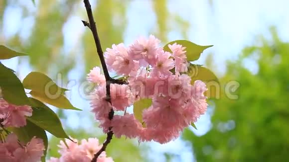 从下向上看明亮的粉红色花朵在白天绽放特写视频的预览图