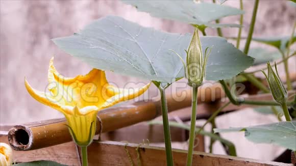 黄色南瓜花和叶子视频的预览图