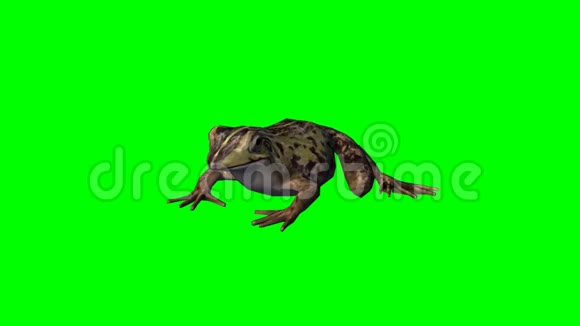 青蛙闲置3绿色屏幕视频的预览图