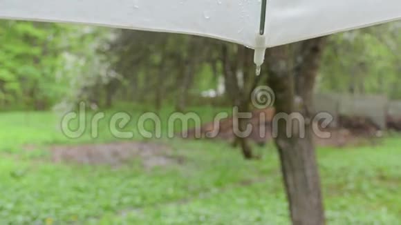 雨滴伞视频的预览图