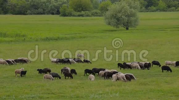 一群白羊和黑羊在夏天的绿色牧场上视频的预览图