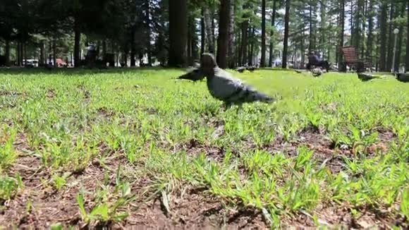饥饿的鸽子鸟狂奔穿过草地视频的预览图