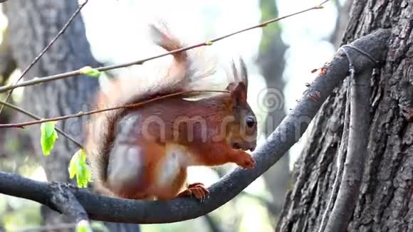 树枝上有趣的红松鼠视频的预览图