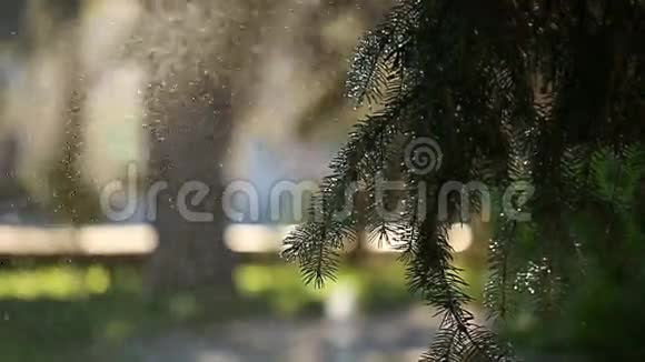 公园里的洒水车背景上的针叶树视频的预览图