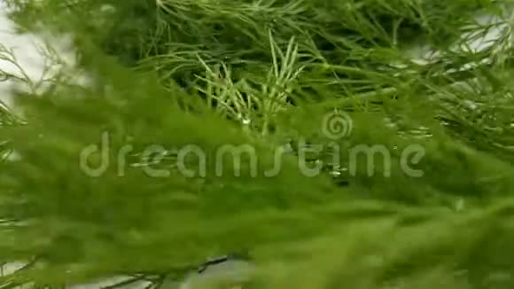 茴香湿白背景浇注卷水准备溅视频的预览图
