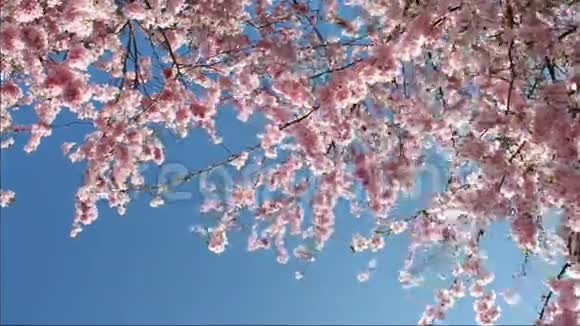 春天的樱桃视频的预览图