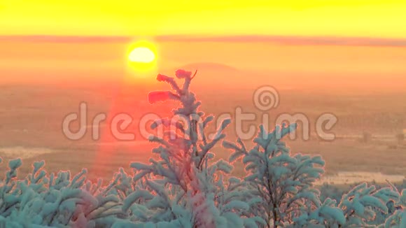 树枝覆盖着霜冻树木在太阳升起的背景下摇摆视频的预览图