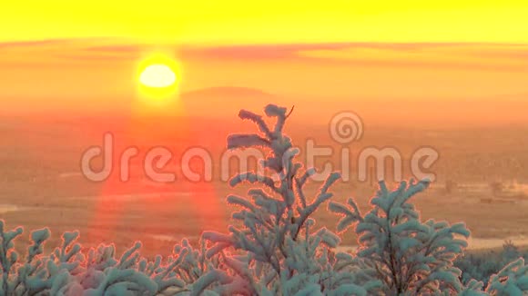 树枝覆盖着霜冻树木在背景中摇摆升起的太阳和粉红色的天空视频的预览图