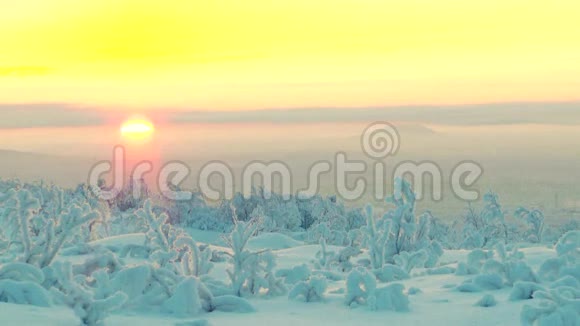 在太阳升起的背景下植被低矮的雪林视频的预览图