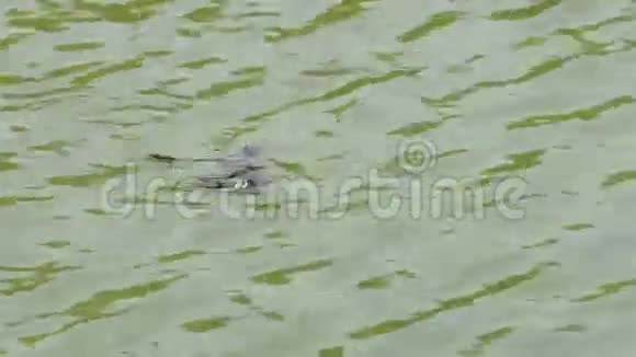 一只小乌龟在一个自然公园的河里游泳视频的预览图
