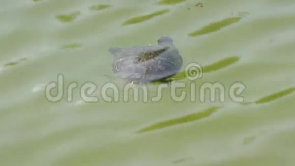 漂浮在湖水中的小乌龟视频的预览图