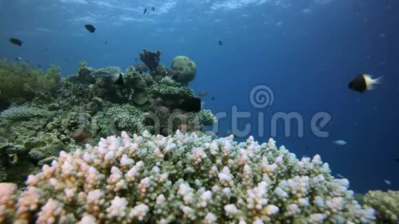 珊瑚礁珊瑚场景视频的预览图