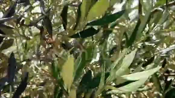 户外橄榄树视频的预览图