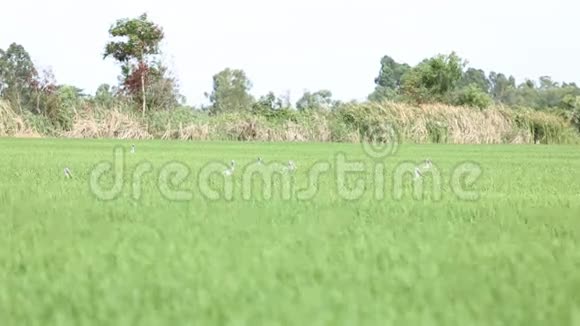稻田里的开膛鸟视频的预览图