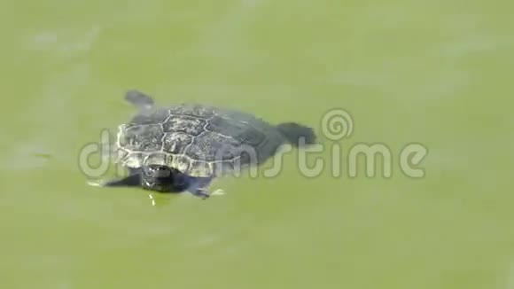 漂浮在湖水中的小乌龟视频的预览图