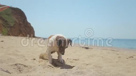 有趣的狗品种杰克罗素在沙滩上玩耍视频的预览图