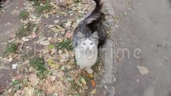 两只无家可归的野猫在街上求饶视频的预览图