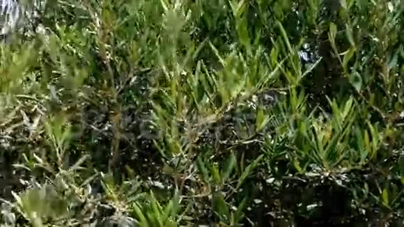 户外橄榄树视频的预览图