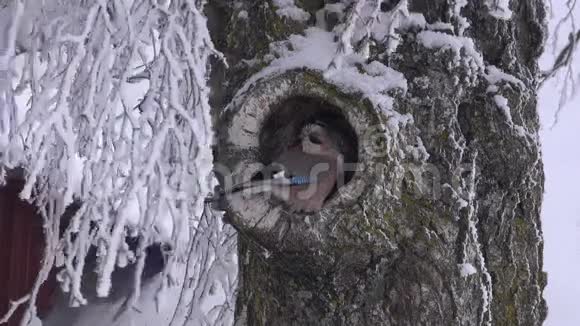 欧亚的杰伊栖息在桦树洞里视频的预览图