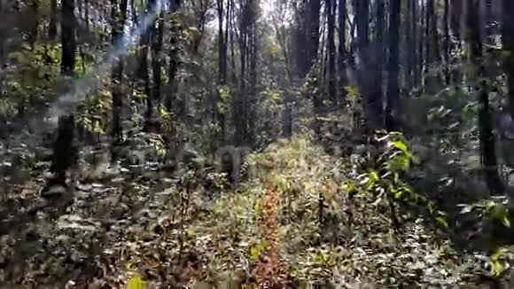 在秋天的森林里散步视频的预览图