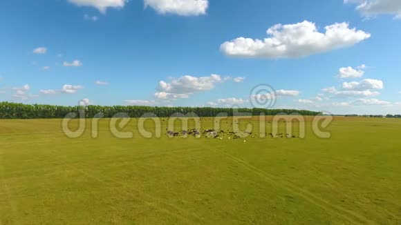 查瓦什共和国Chirichkasy村附近的河流森林田野一群牛和牧羊人的空中景色视频的预览图