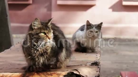 两只无家可归的猫坐在桌子上视频的预览图