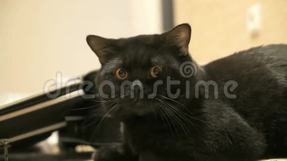 英国黑猫对着镜头摆姿势视频的预览图