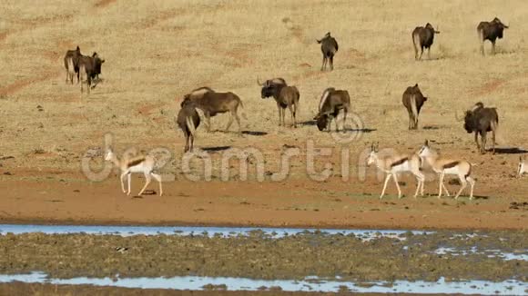 王尔德贝斯特和羚羊在一个水洞里视频的预览图