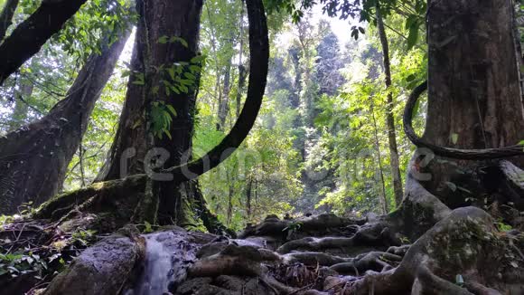 热带亚洲热带雨林泰国视频的预览图