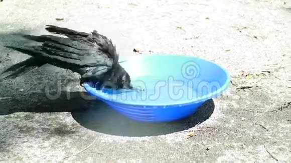 小黑乌鸦洗澡科维斯科隆视频的预览图